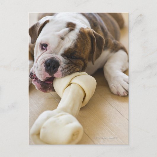 Carte Postale USA, New Jersey, Jersey City, mignonne chiot 2 (Devant)