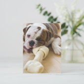 Carte Postale USA, New Jersey, Jersey City, mignonne chiot 2 (Debout devant)