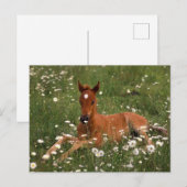 Carte Postale USA, Oregon, Arabian Pony. (Devant / Derrière)