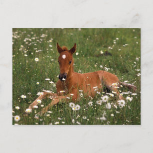 Carte Postale USA, Oregon, Arabian Pony.