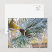 Carte Postale USA, Oregon, Bend. Les aiguilles de pin de Pondero (Devant / Derrière)