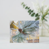 Carte Postale USA, Oregon, Bend. Les aiguilles de pin de Pondero (Debout devant)