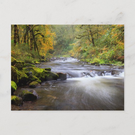 Carte Postale USA, Oregon, Columbia River Gorge, Tanner Creek (Devant)