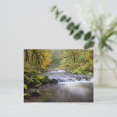 Carte Postale USA, Oregon, Columbia River Gorge, Tanner Creek (Debout devant)