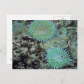 Carte Postale USA, Oregon, Nepture SP. Mer aux tons bijoux (Devant / Derrière)