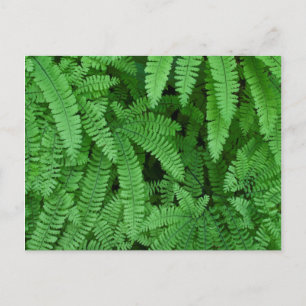 Carte Postale USA, Oregon, Silverton. Maidenhair Ferns