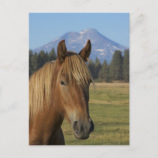 Carte Postale USA, Oregon, Soeurs, vue de Trois Soeurs, (Devant)