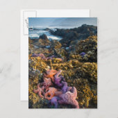 Carte Postale USA, Oregon. Starfish and sea stars (Devant / Derrière)