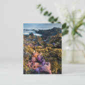 Carte Postale USA, Oregon. Starfish and sea stars (Debout devant)