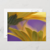 Carte Postale USA, Pennsylvanie. Poissons de Gerbera jaune, proc (Devant / Derrière)