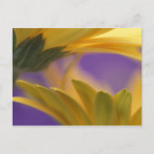 Carte Postale USA, Pennsylvanie. Poissons de Gerbera jaune, proc (Devant)