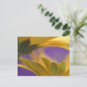 Carte Postale USA, Pennsylvanie. Poissons de Gerbera jaune, proc (Debout devant)