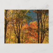 Carte Postale USA, Tennessee. Folithe d'automne (Devant)