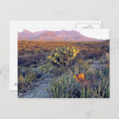 Carte Postale USA, Texas, Big Bend NP. Un crépuscule rose sable (Devant / Derrière)