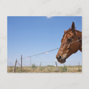 Carte Postale USA, Texas, Chillicothe, Horse se tient à côté