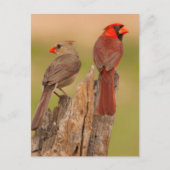 Carte Postale USA, Texas, comté d'Hidalgo. Cardinal Pair (Devant)