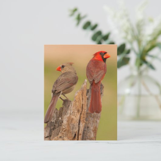 Carte Postale USA, Texas, comté d'Hidalgo. Cardinal Pair (Debout devant)