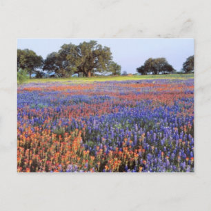 Carte Postale USA, Texas, Llano. Bluebonnets et redbonnets
