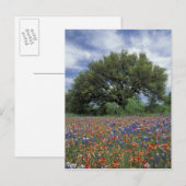 Carte Postale USA, Texas, Marble Falls Paintbrush et (Devant / Derrière)