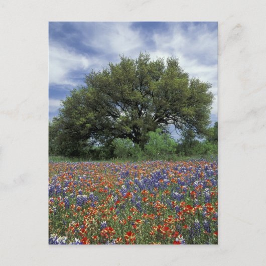 Carte Postale USA, Texas, Marble Falls Paintbrush et (Devant)