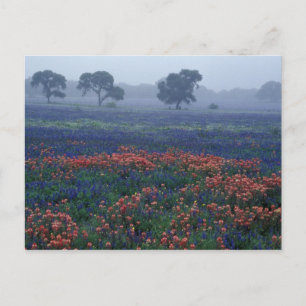 Carte Postale USA, Texas, près de Lytle Fog, chênes, bonnets ble