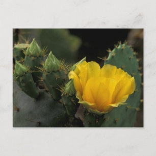Carte Postale USA, Texas, Prickly Pear Cactus en fleurs.