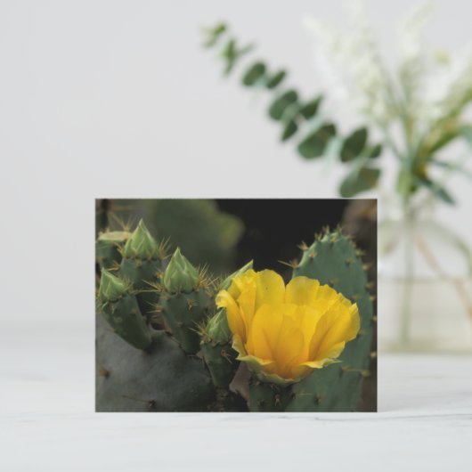 Carte Postale USA, Texas, Prickly Pear Cactus en fleurs. (Debout devant)