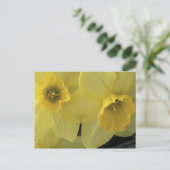 Carte Postale USA, Utah, Cache Valley Daffodils (Debout devant)