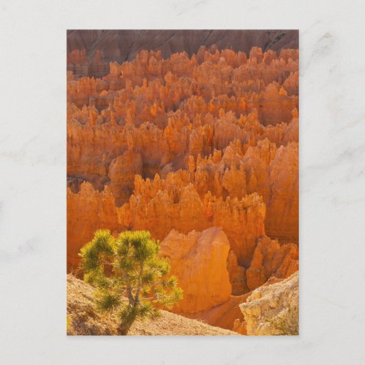 Carte Postale USA, Utah, Parc national du canyon de Bryce (Devant)