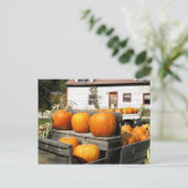 Carte Postale USA, Vermont. Citrouille (Debout devant)