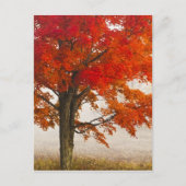 Carte Postale USA, Virginie-Occidentale, Davis. Érable rouge en (Devant)