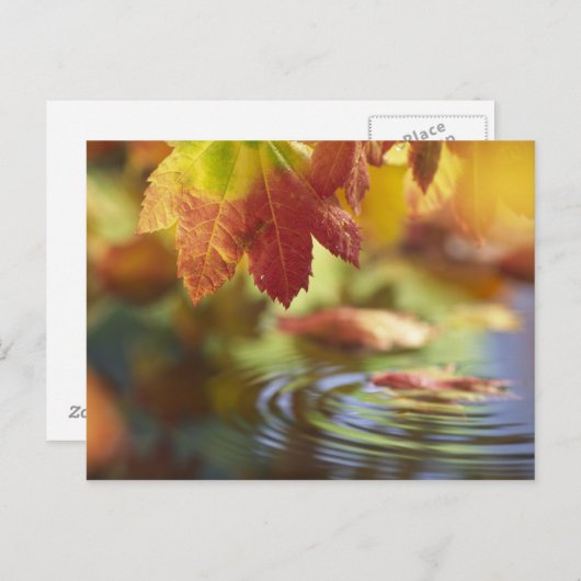 Carte Postale USA, Washington, Bellingham, Gros plan de l'automn (Devant / Derrière)