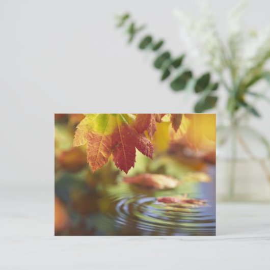 Carte Postale USA, Washington, Bellingham, Gros plan de l'automn (Debout devant)