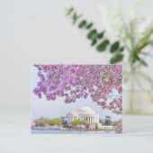 Carte Postale USA, Washington DC, Cherry tree in floraison (Debout devant)