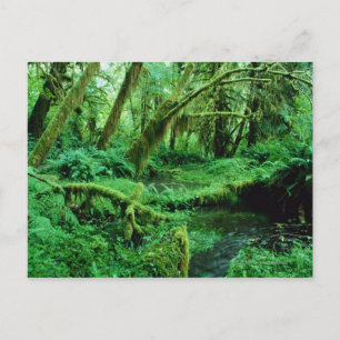 Carte Postale USA, Washington, Olympic Nat. Parc, Hoh Rain