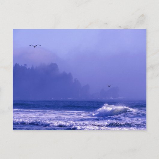 Carte Postale USA, Washington, Parc National Olympique. Brume (Devant)