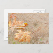 Carte Postale USA, Washington, Quinault. Feuilles d'érable (Devant / Derrière)