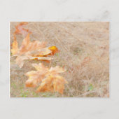 Carte Postale USA, Washington, Quinault. Feuilles d'érable (Devant)