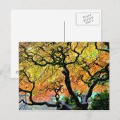 Carte Postale USA, Washington, Seattle, Kubota Garden. (Devant / Derrière)