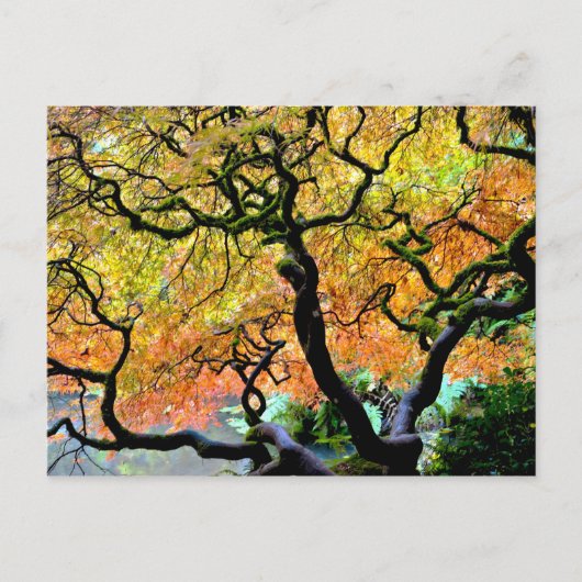 Carte Postale USA, Washington, Seattle, Kubota Garden. (Devant)