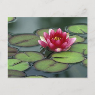 Carte Postale USA, Washington State, Seattle. Water lily and