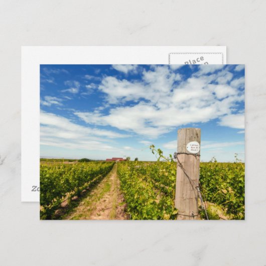 Carte Postale USA, Washington, Walla Walla. Cabernet Sauvignon (Devant / Derrière)