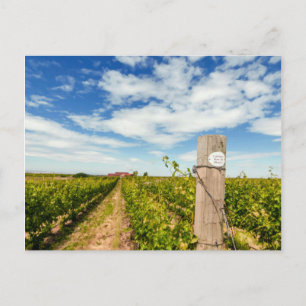 Carte Postale USA, Washington, Walla Walla. Cabernet Sauvignon