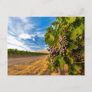 Carte Postale USA, Washington, Yakima Valley. Raisins de merlot