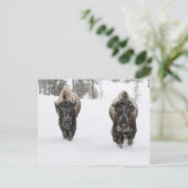 Carte Postale USA, WY, Yellowstone NP, Bison américain (Debout devant)