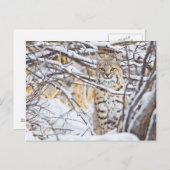 Carte Postale USA, Wyoming, Bobcat (Devant / Derrière)