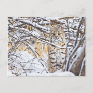Carte Postale USA, Wyoming, Bobcat