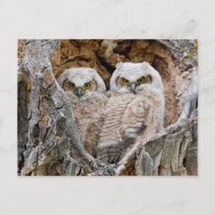 Carte Postale USA, Wyoming, Grand Teton National Park