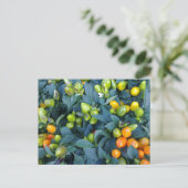 Carte Postale Usine de piments (Debout devant)