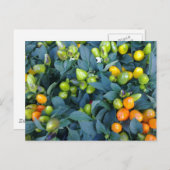 Carte Postale Usine de piments (Devant / Derrière)